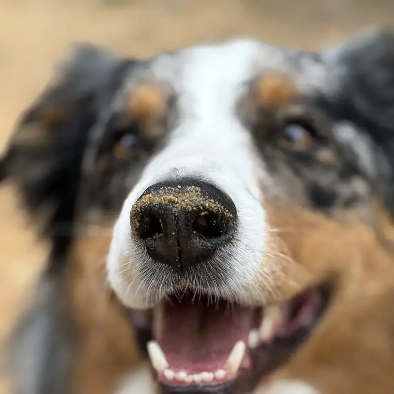 Petsitting & garde d'animaux à Montpellier — AMUNI petsitting