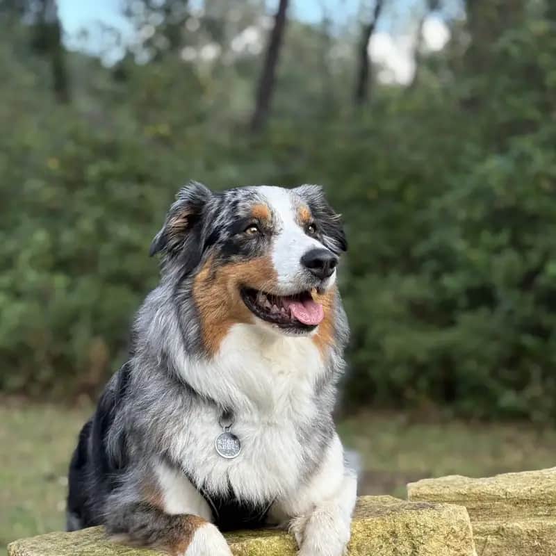 Visites à domicile à Montpellier — AMUNI petsitting