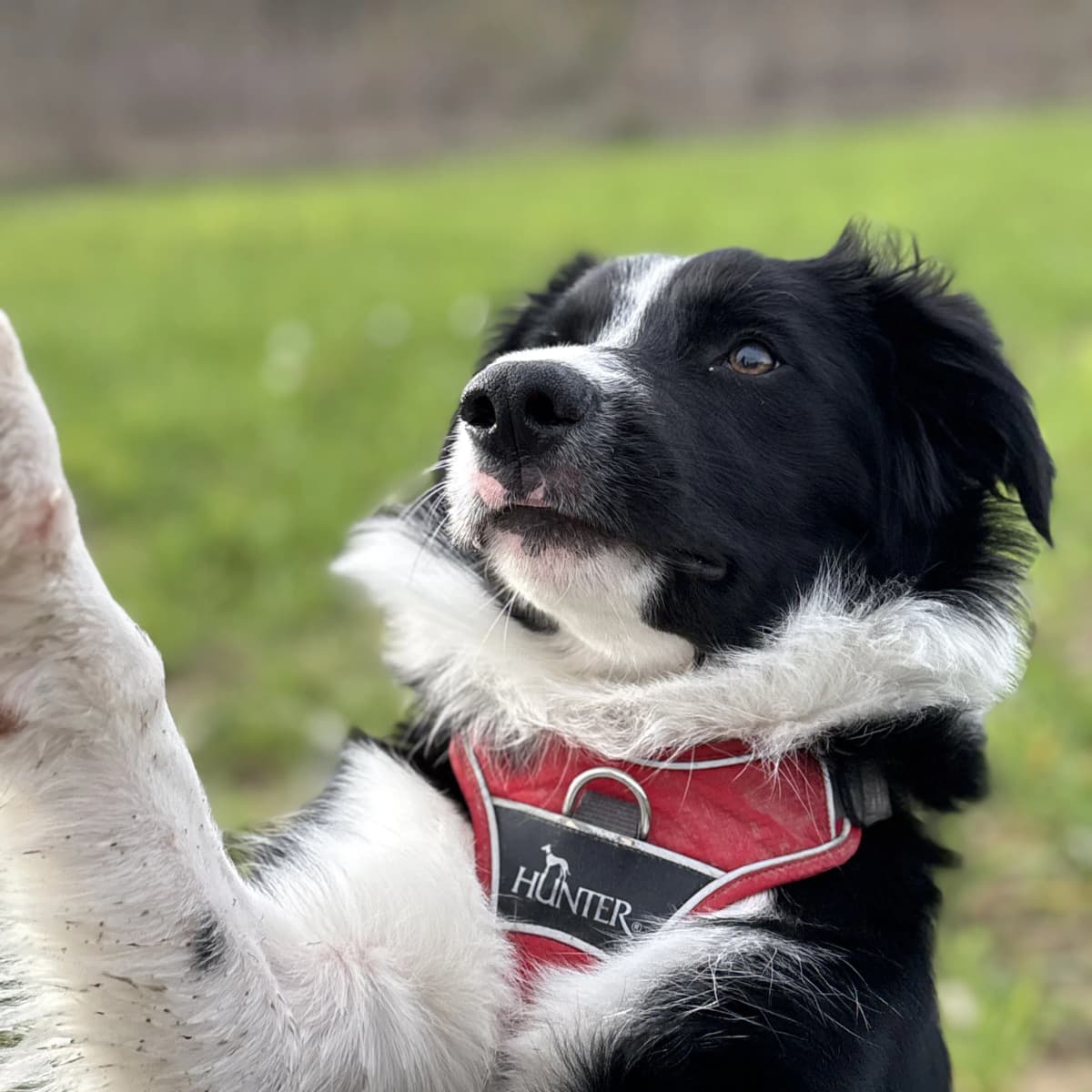 AMUNI petsitting professionnel assuré à Montpellier