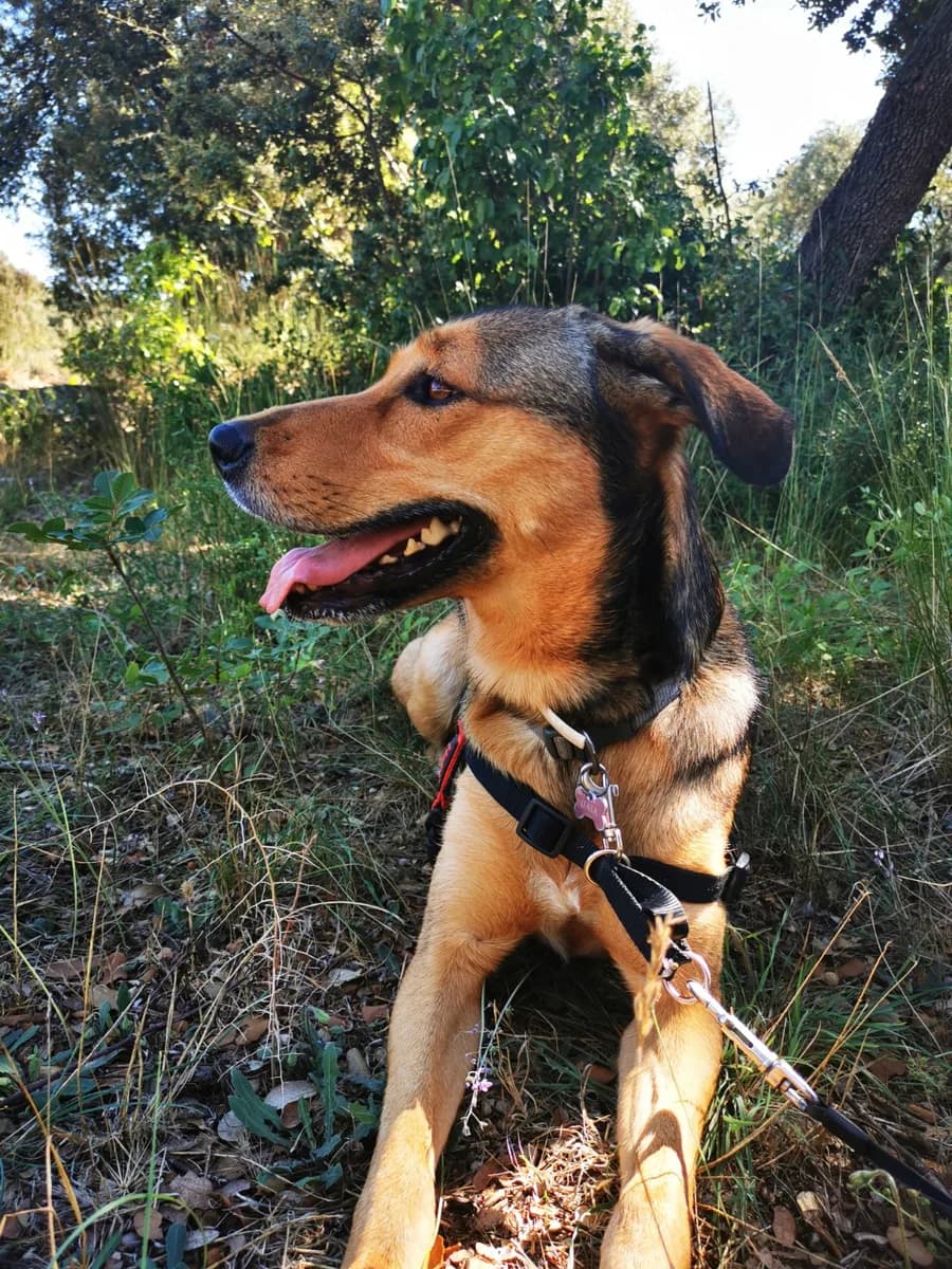 Chien qui se rafraîchit à l'ombre lors d'une balade d'été