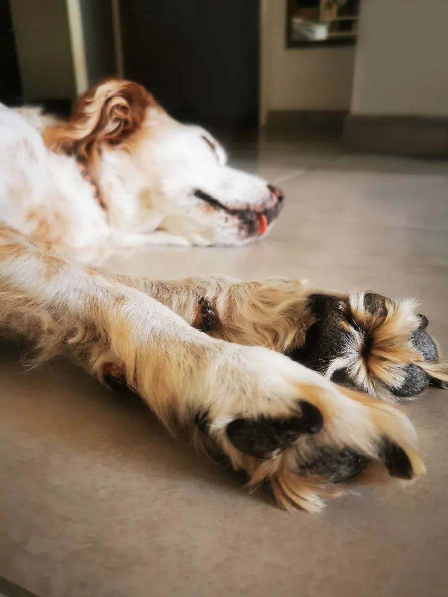 Chien serein couché à la maison lors du retour au calme de la rentrée.